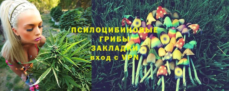 блэк спрут зеркало  Вышний Волочёк  Галлюциногенные грибы Psilocybine cubensis 